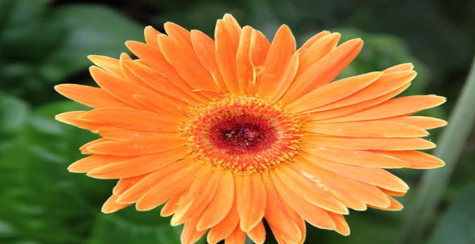 इस विदेशी फूल की है भारत में बहुुत डिमांड, बिजनेस कर करें अच्&zwj;छी कमाई